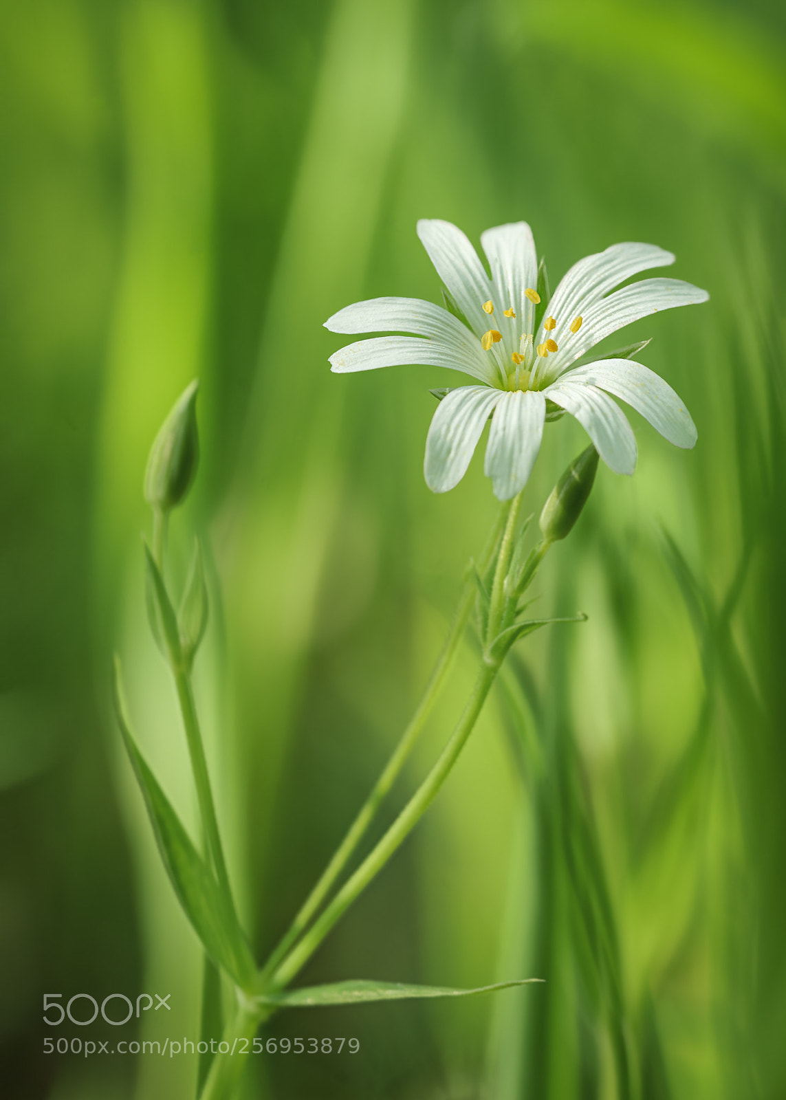Sony a7 II sample photo. Stellaria holostea photography