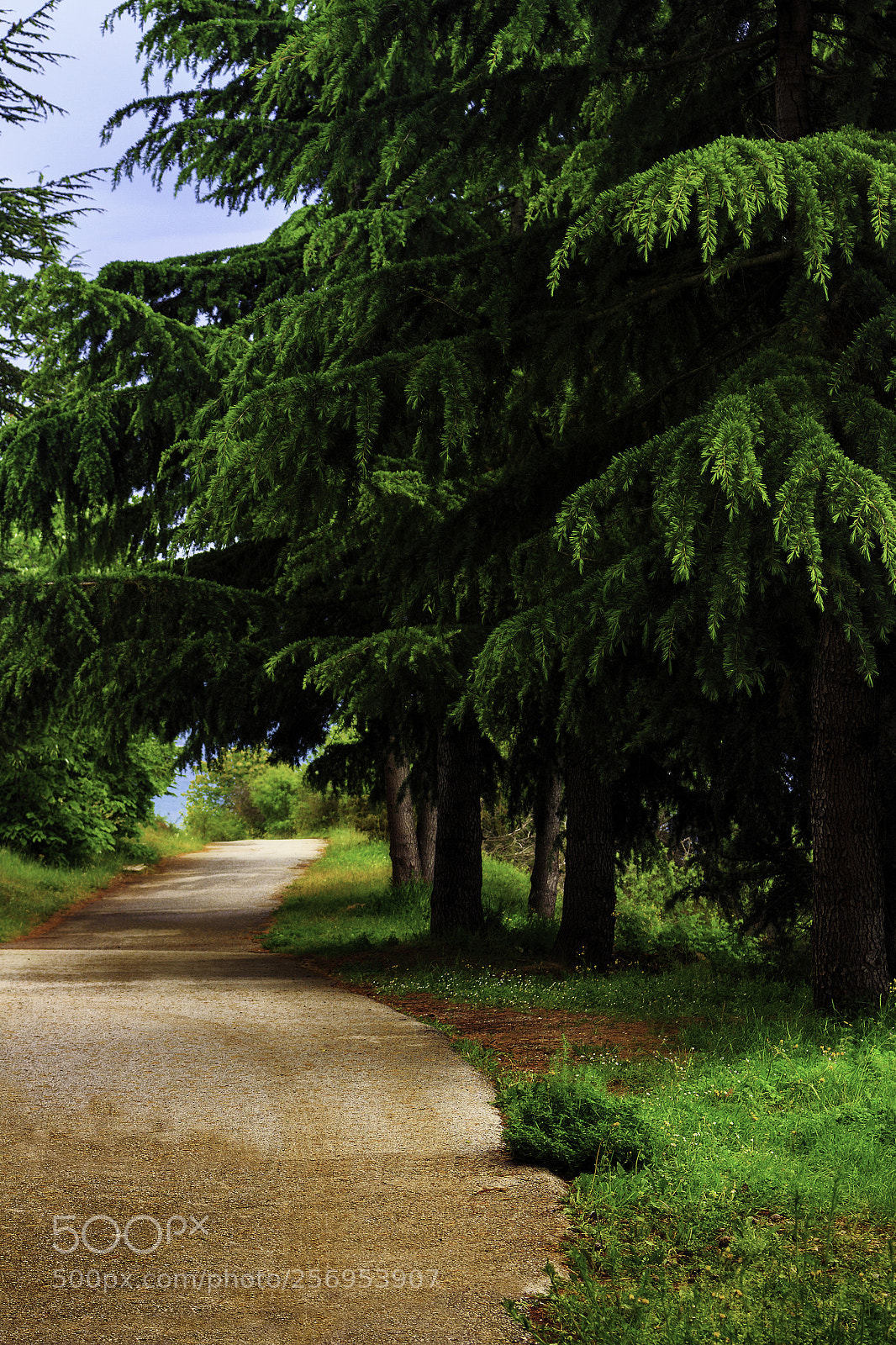 Canon EOS 700D (EOS Rebel T5i / EOS Kiss X7i) sample photo. Road photography