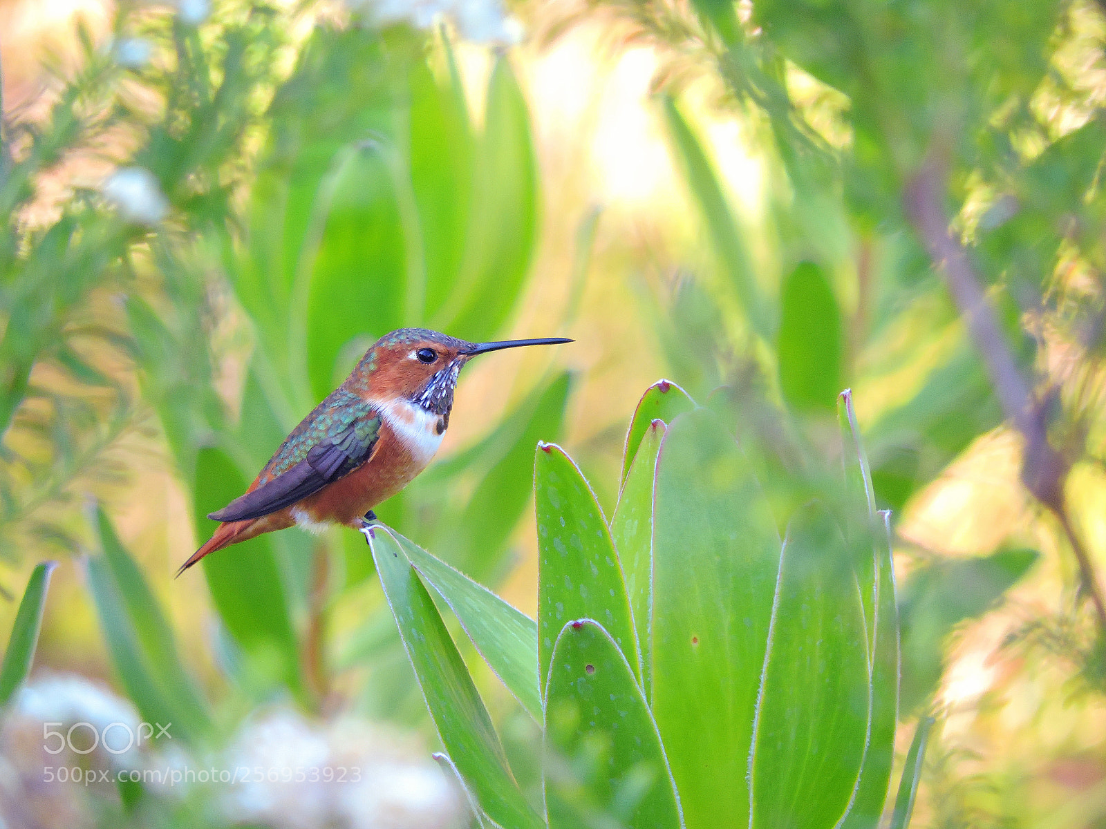 Nikon Coolpix P530 sample photo. Perfectly perched photography
