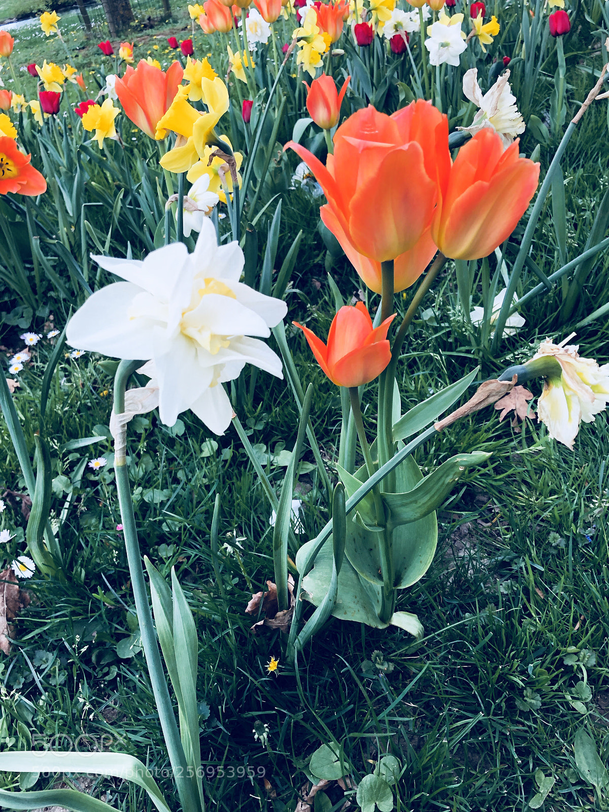 Apple iPhone 8 sample photo. Spring flowers photography