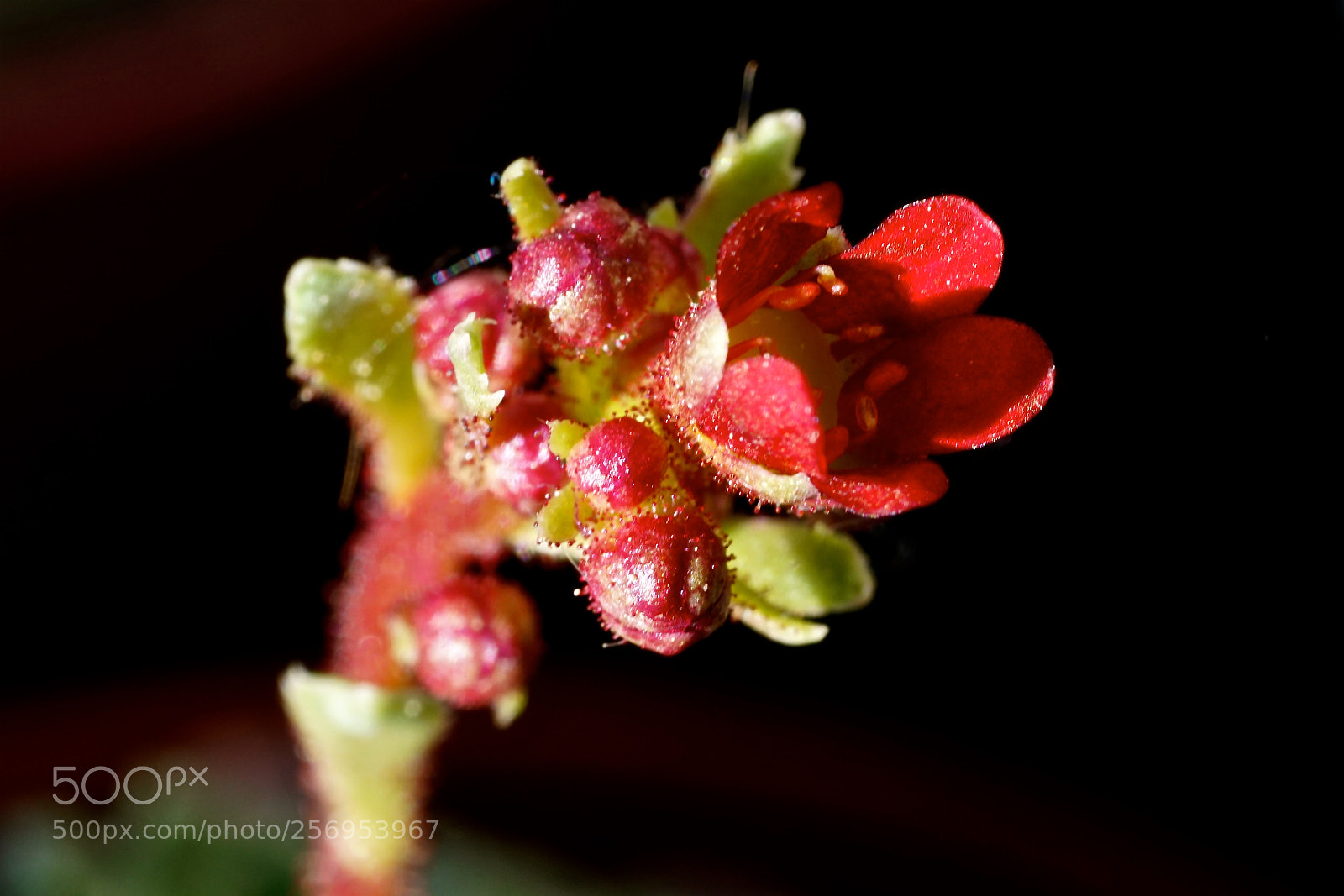 Sony a7R II sample photo. Dsc photography