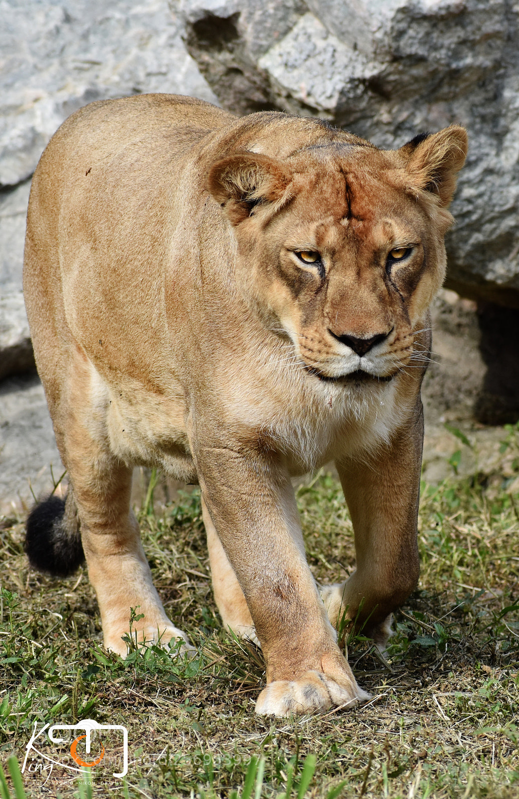 Nikon D3400 sample photo. Cat walk photography