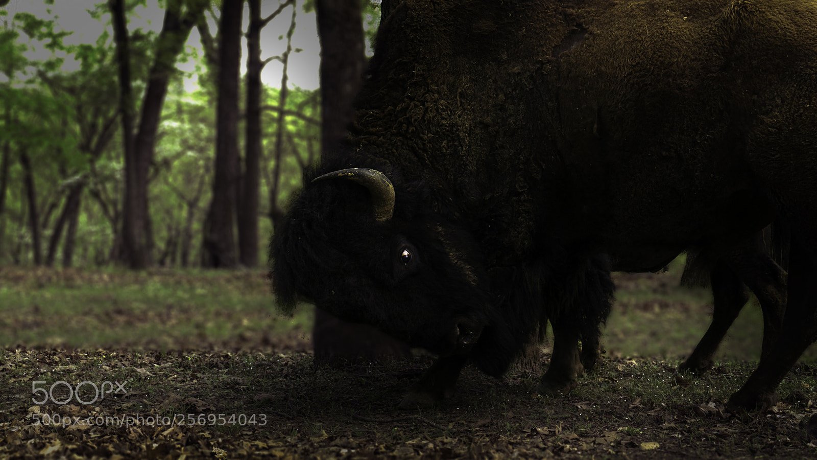 Sony a6000 sample photo. Buffalo licking himself photography