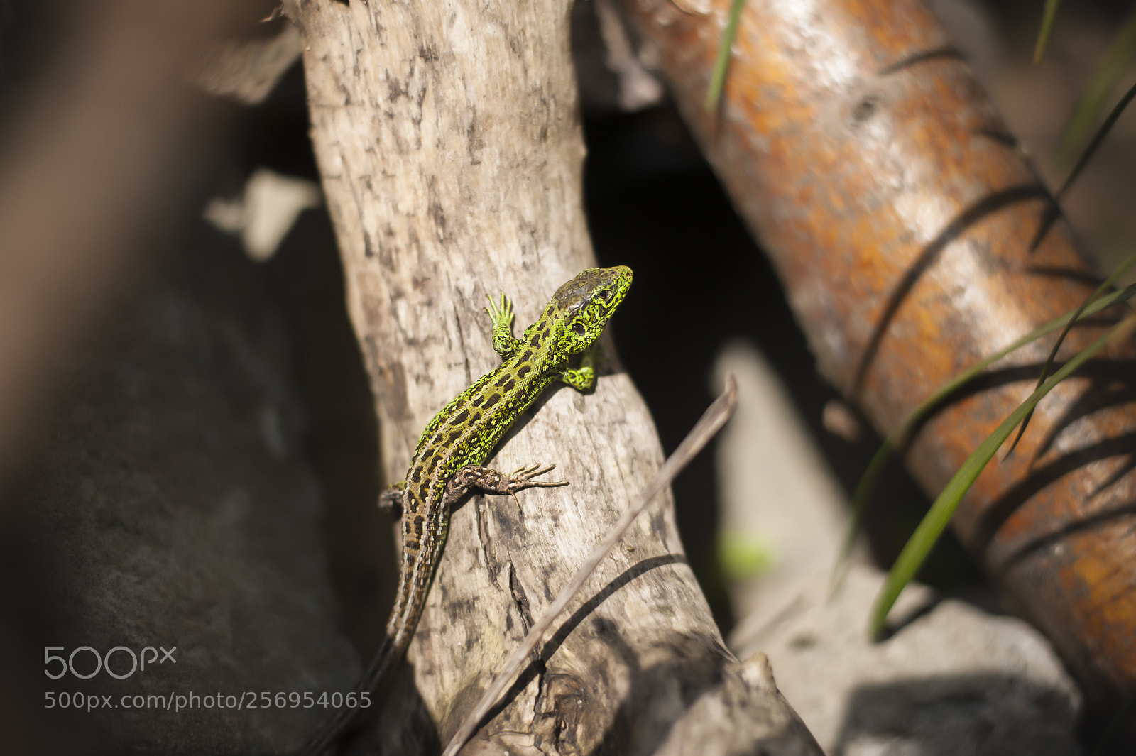 Nikon D700 sample photo. Hello lizard photography