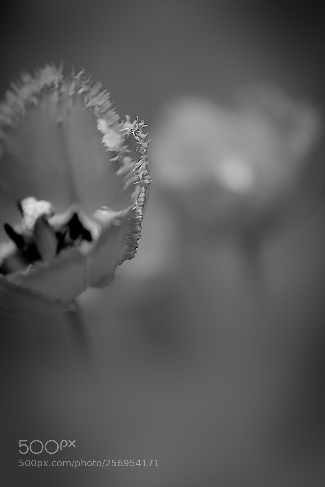 Nikon D810 sample photo. Tulips  photography