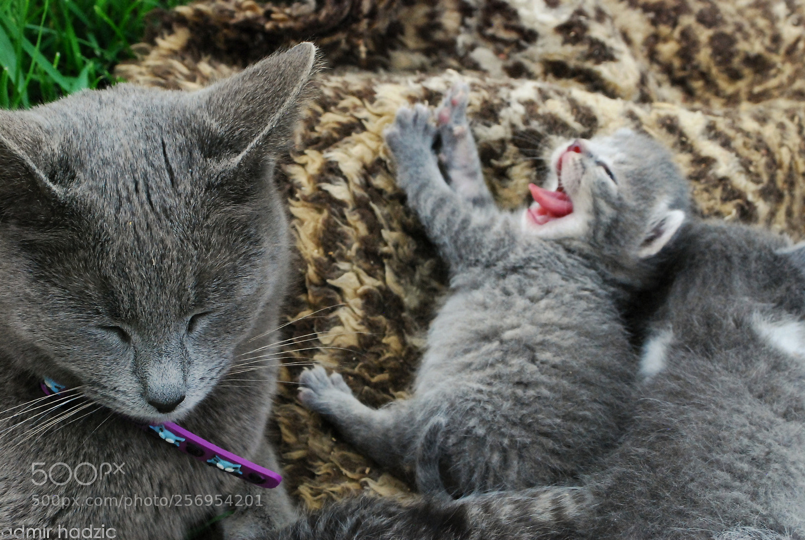 Nikon D80 sample photo. Rascals photography