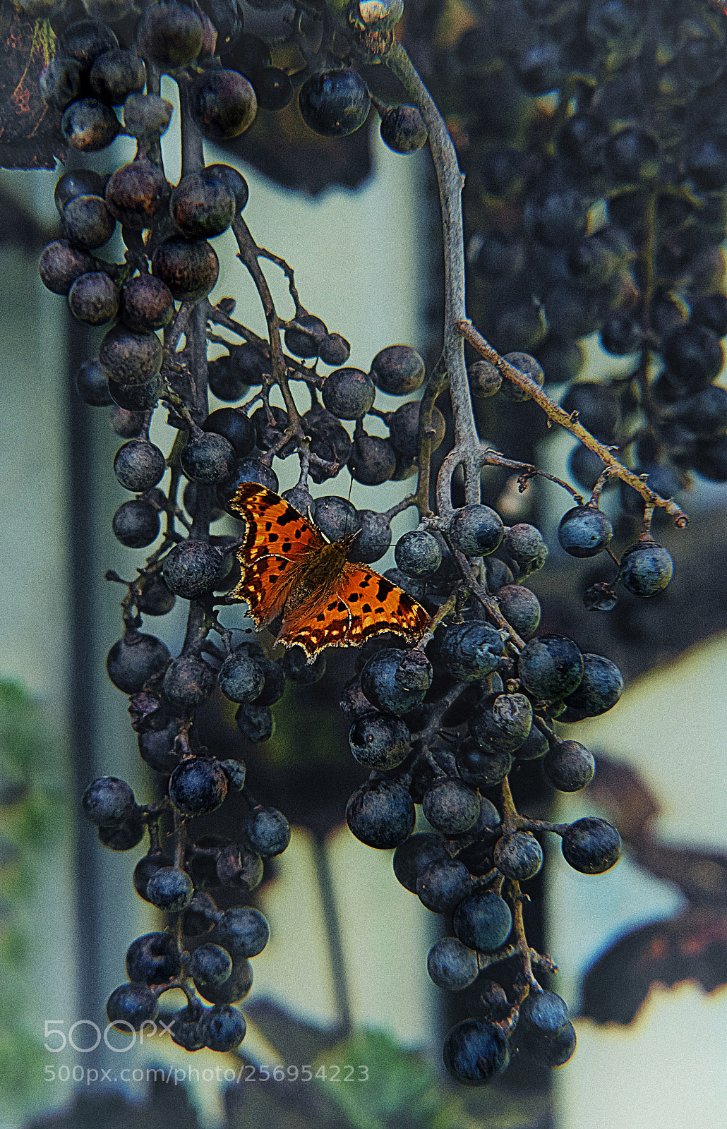 Nikon D3300 sample photo. Schmetterling im wein autumn photography