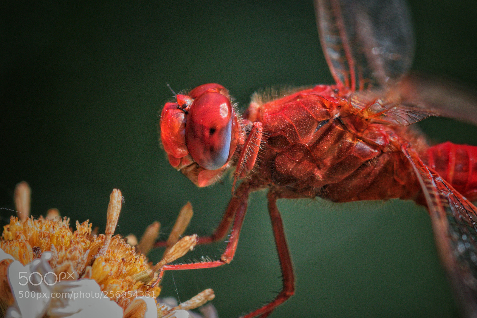 Canon EOS 70D sample photo. Natura photography