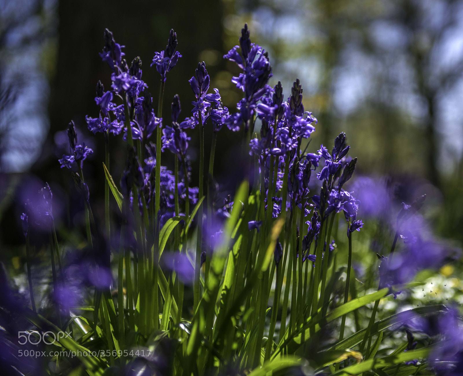 Nikon D810 sample photo. Backlit bluebells photography