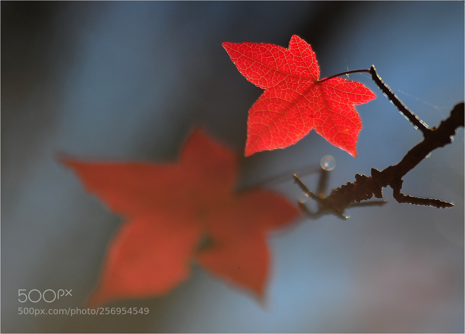 Nikon D700 sample photo. Autumn red photography