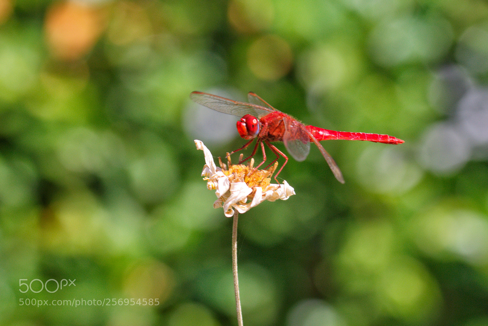 Canon EOS 70D sample photo. Natura 1 photography