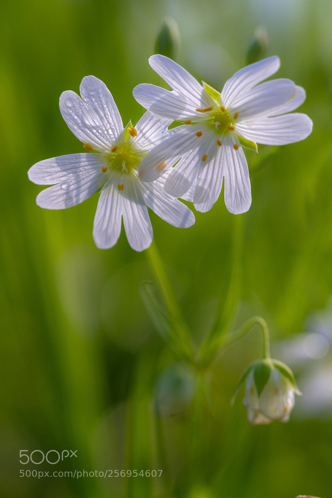 Canon EOS 7D sample photo. Stellaires photography