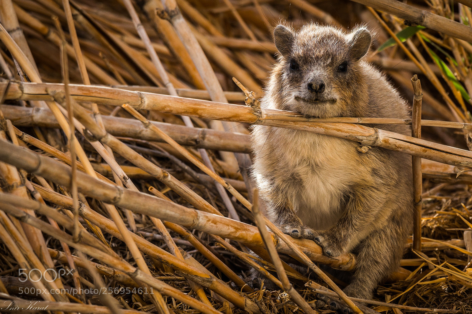 Canon EOS 6D sample photo. Rock hyrax photography