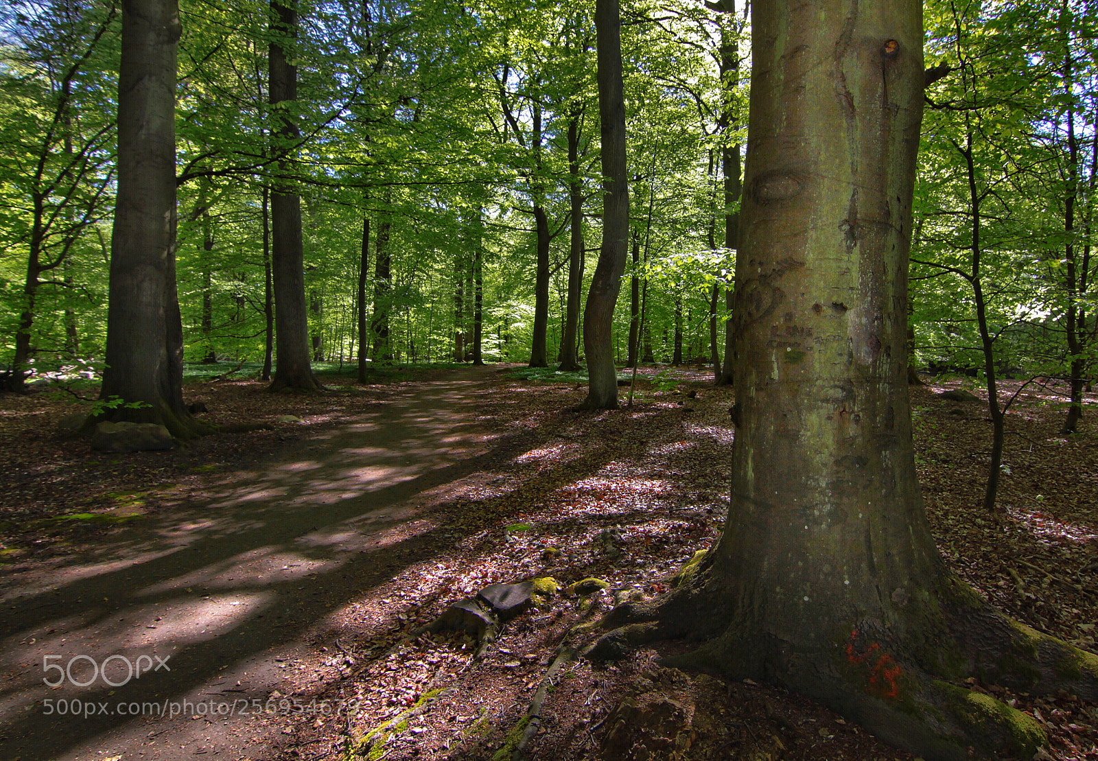 Canon EOS 50D sample photo. Spring photography