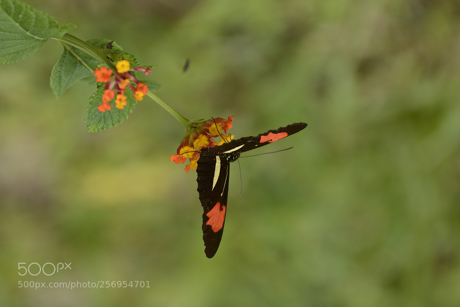 Nikon D7100 sample photo. A vida ao contr photography