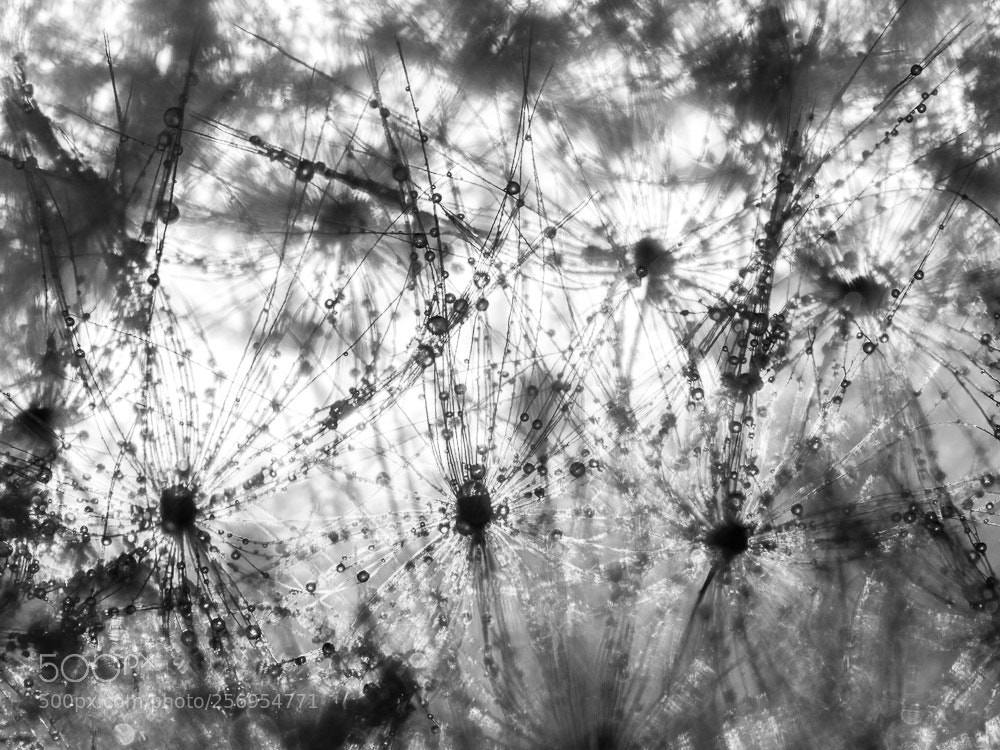 Olympus OM-D E-M1 Mark II sample photo. Inside dandelion photography