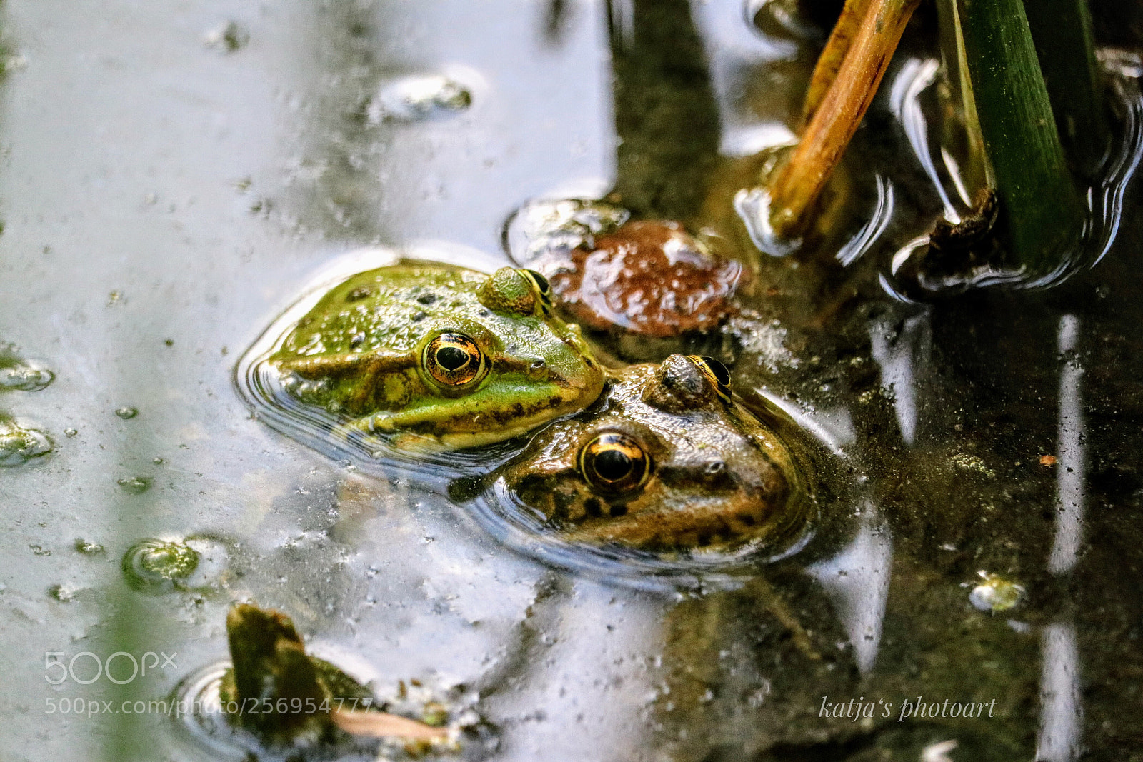 Canon EOS 80D sample photo. Frühlingsgefühle  photography