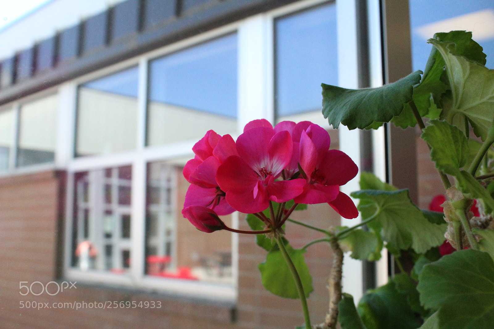 Canon EOS 1300D (EOS Rebel T6 / EOS Kiss X80) sample photo. Pink flower photography