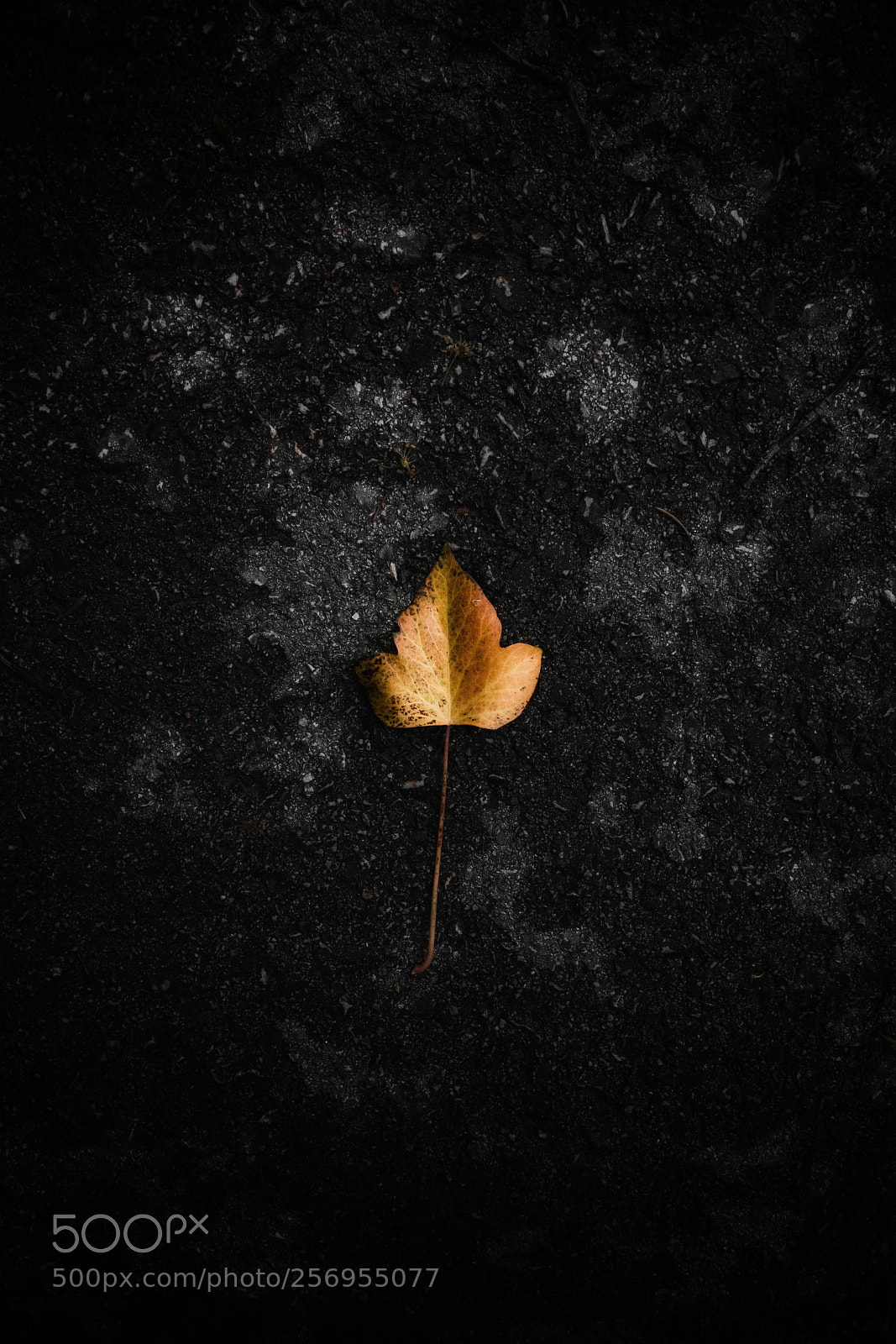 HUAWEI P9 sample photo. Yellow photography