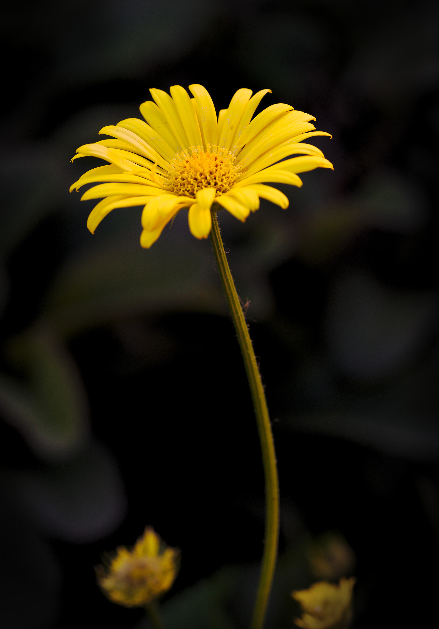 Sony a7 II + Tamron SP AF 90mm F2.8 Di Macro sample photo. Bank holiday in hyde park photography