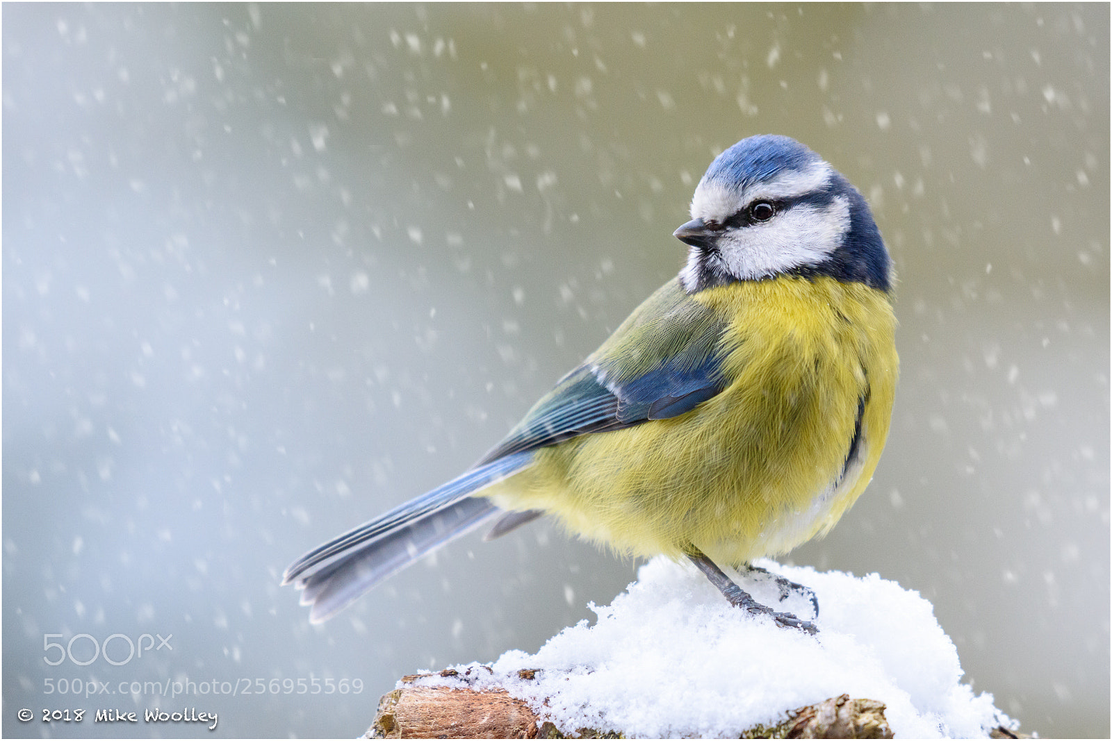 Nikon D810 sample photo. Blue tit in the photography