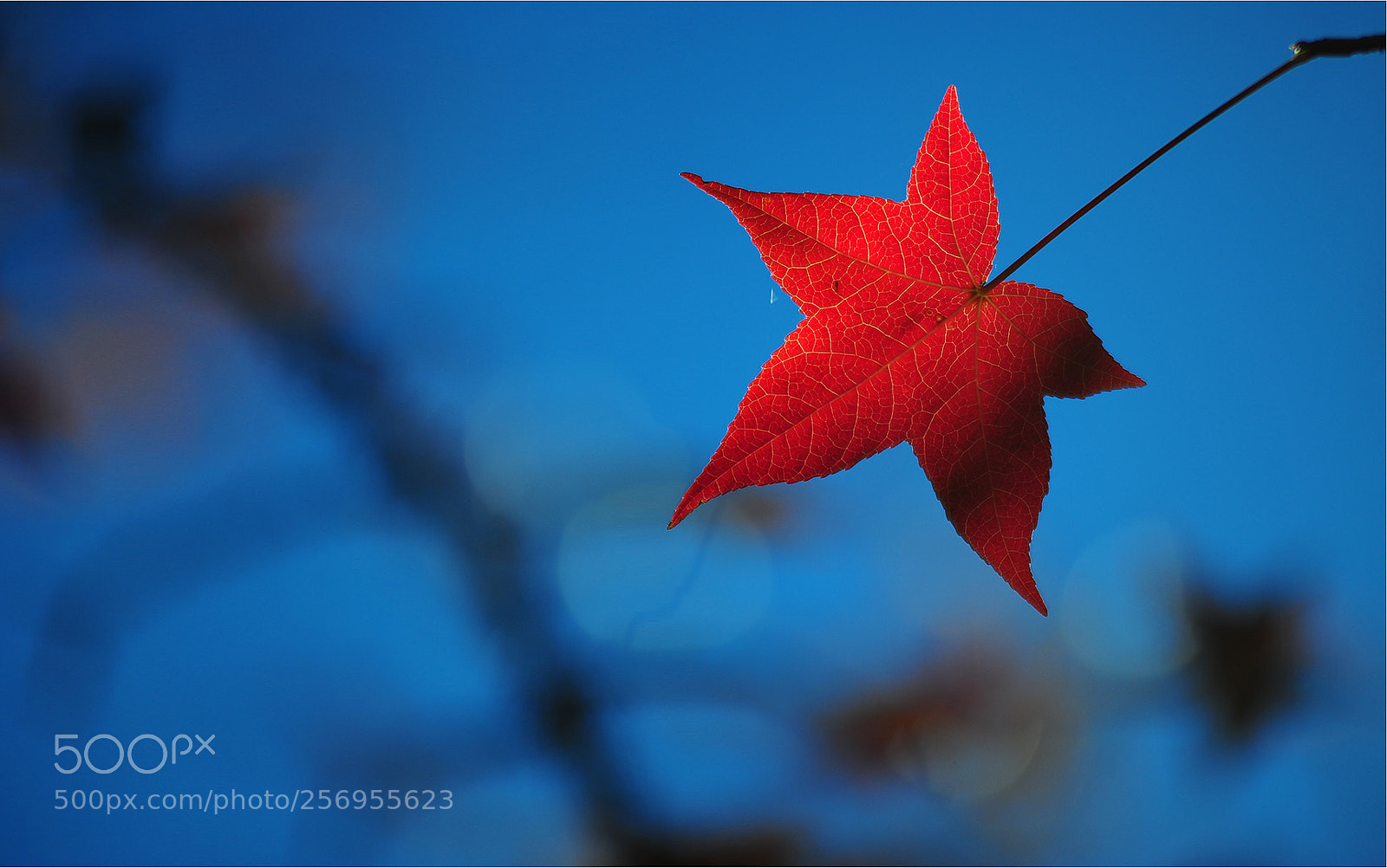 Nikon D700 sample photo. Kenmo blue photography