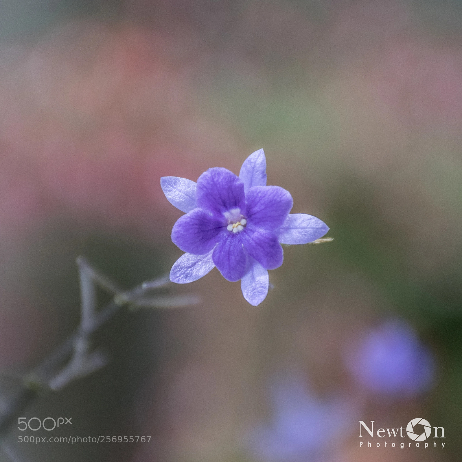 Nikon D5300 sample photo. Little flower, nikon d5300 photography