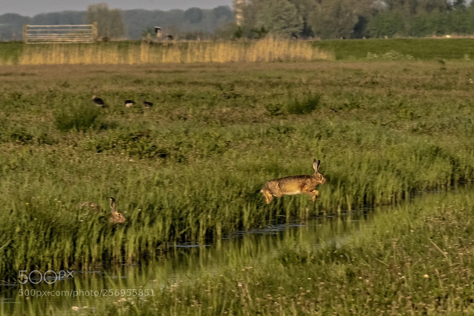 Sony ILCA-77M2 sample photo. Hares jumping the ditch. photography
