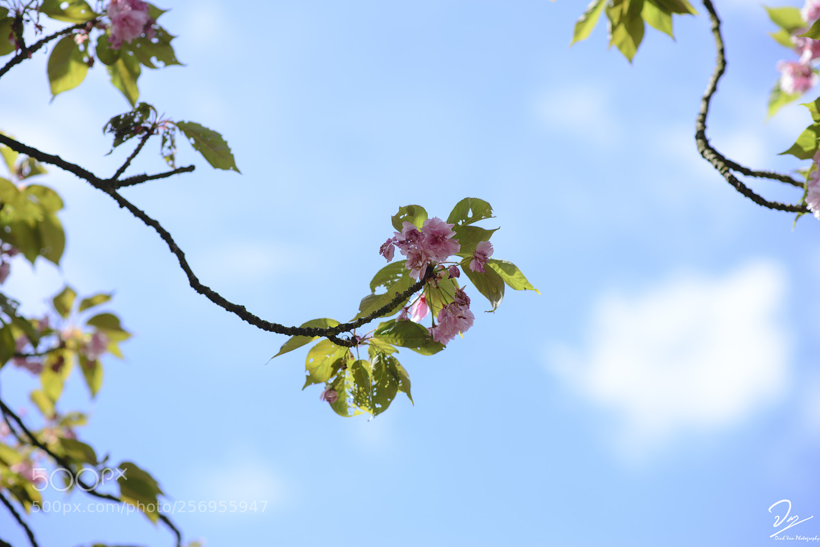 Nikon D610 sample photo. Late spring blossom photography