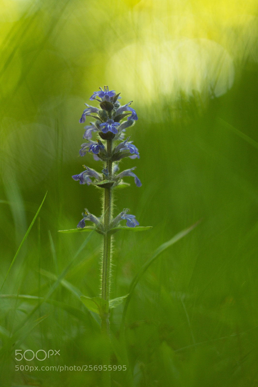 Canon EOS 60D sample photo. Swimming in the grass. photography