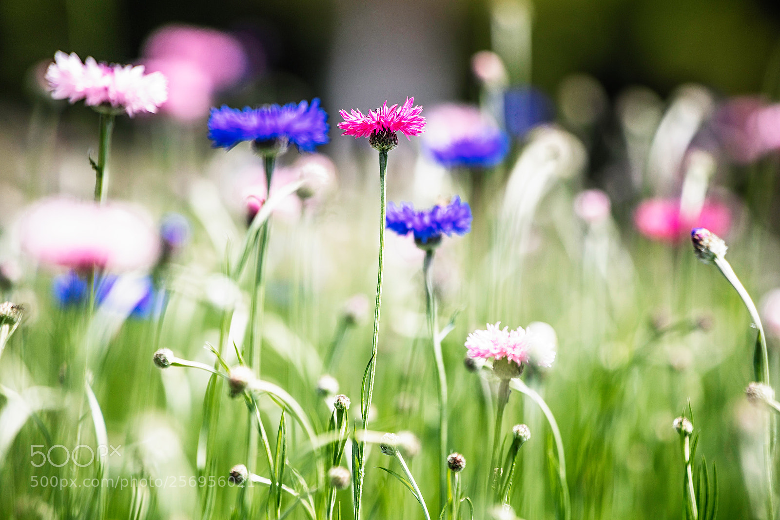 Canon EOS 5DS R sample photo. Up to the sky photography