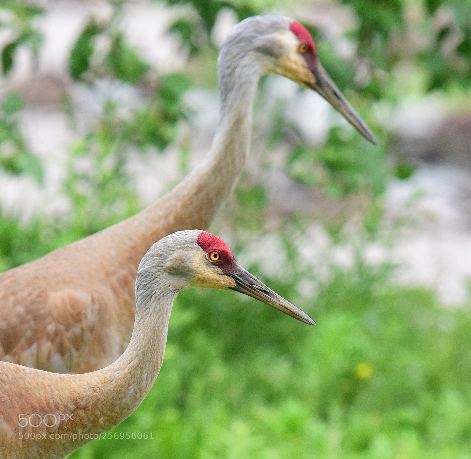 Nikon D810 sample photo. Sand hill crane photography