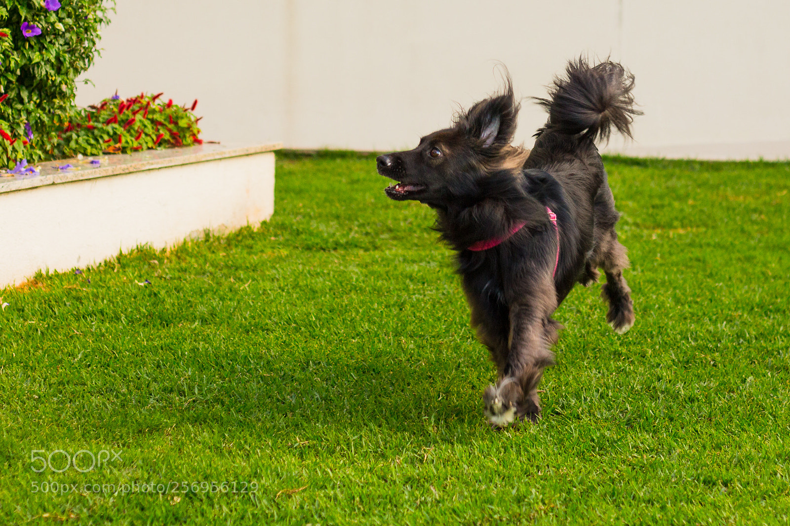 Canon EOS 700D (EOS Rebel T5i / EOS Kiss X7i) sample photo. Morgana photography