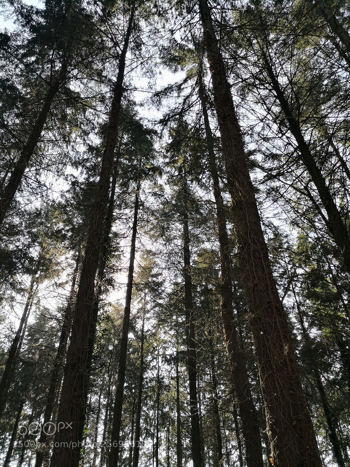 HUAWEI Mate 10 Pro sample photo. Untitled photography