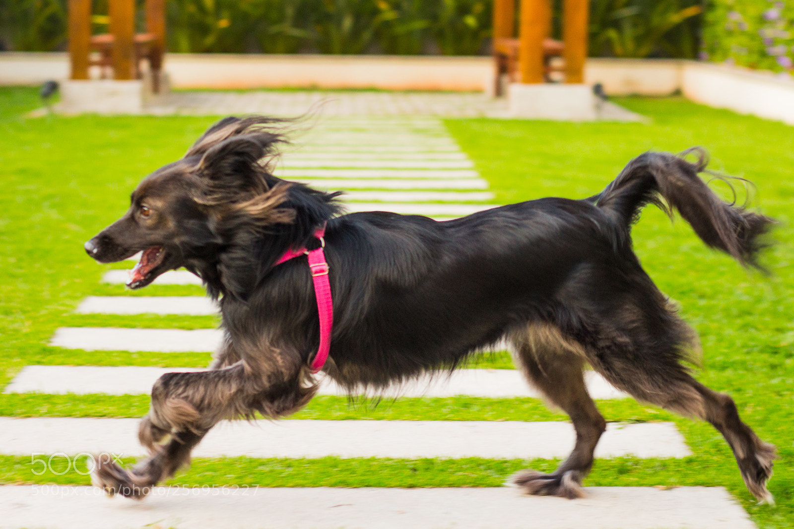 Canon EOS 700D (EOS Rebel T5i / EOS Kiss X7i) sample photo. Morgana photography