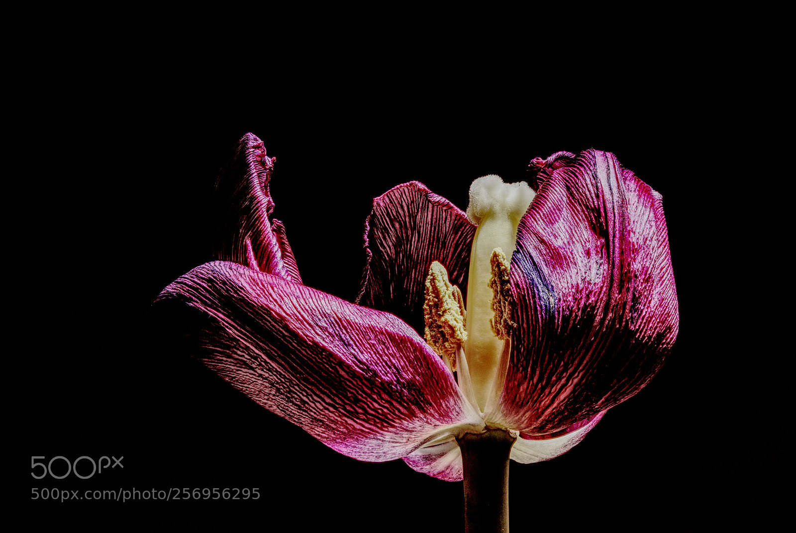 Nikon D5500 sample photo. Withered purple tulip photography