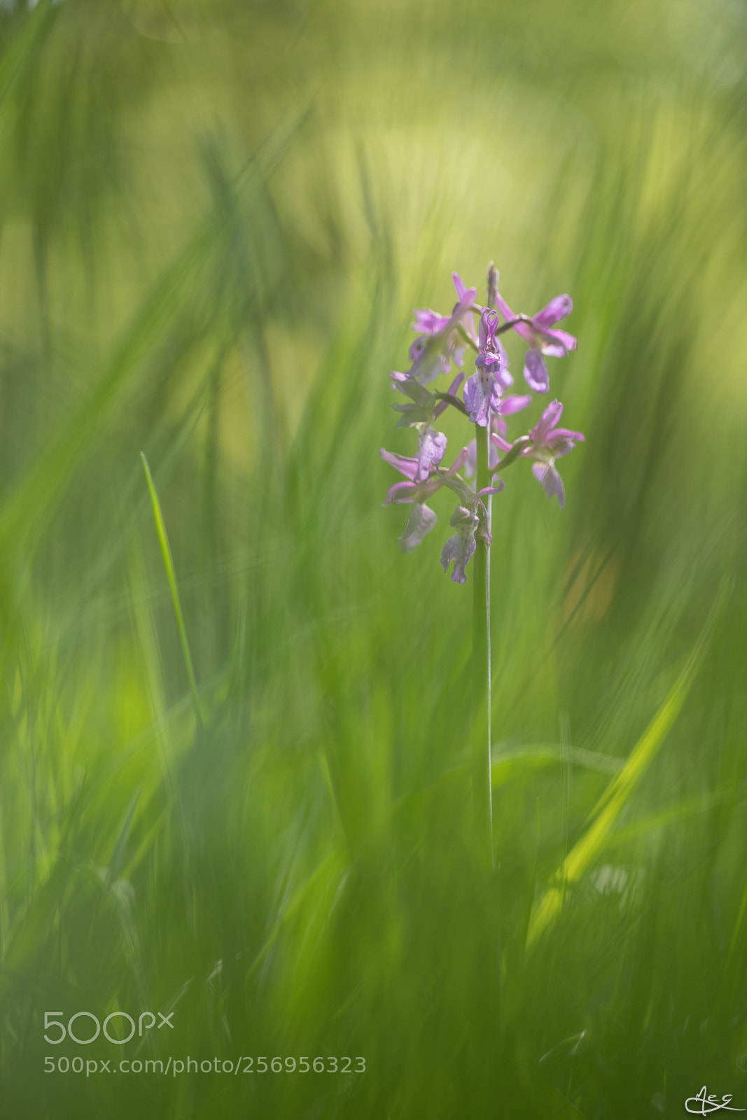 Canon EOS 6D Mark II sample photo. Orchis mâle photography