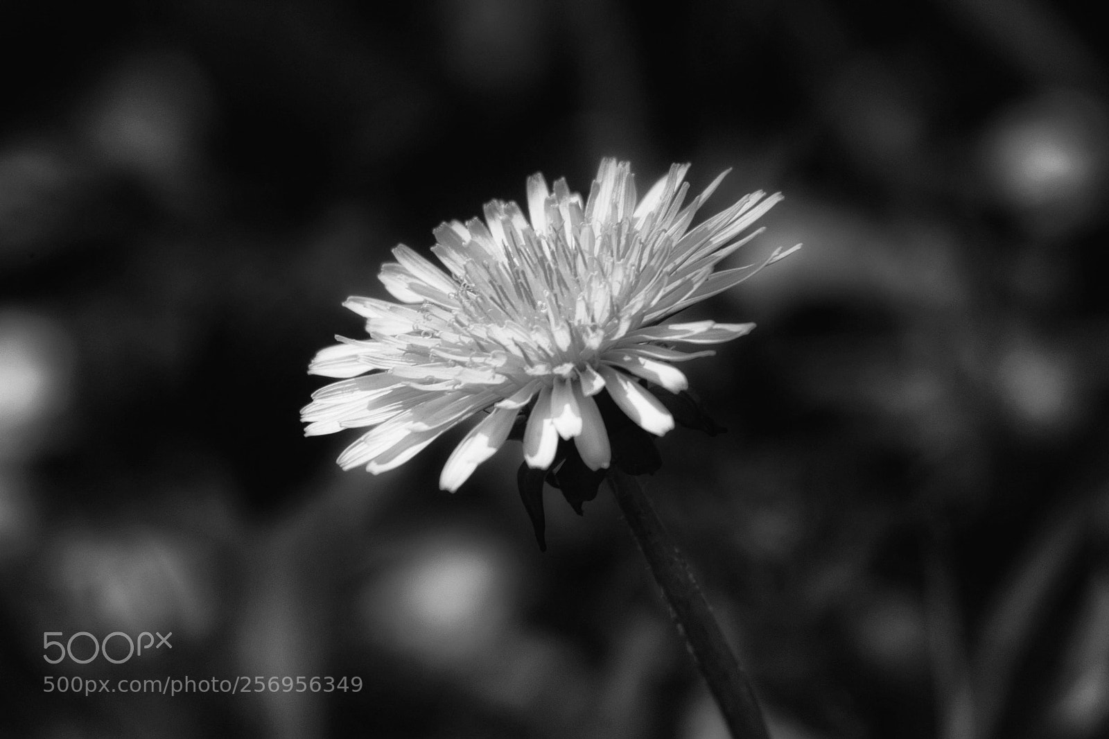 Canon EOS 450D (EOS Rebel XSi / EOS Kiss X2) sample photo. Dandelion in black and photography