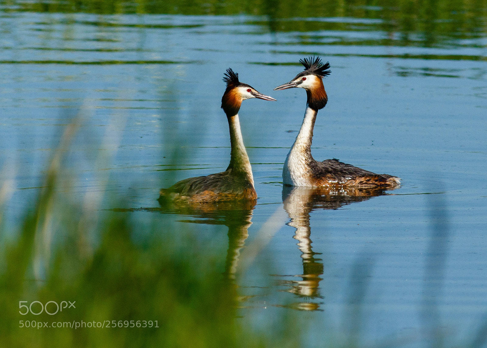 Canon EOS 7D Mark II sample photo. Great crested grebe photography