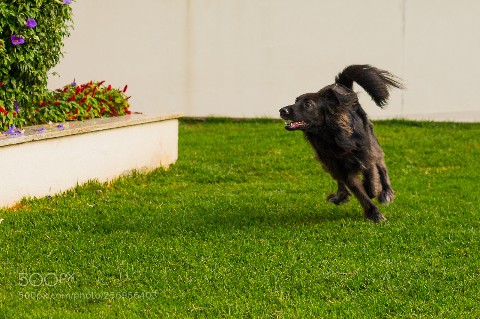 Canon EOS 700D (EOS Rebel T5i / EOS Kiss X7i) sample photo. Morgana photography