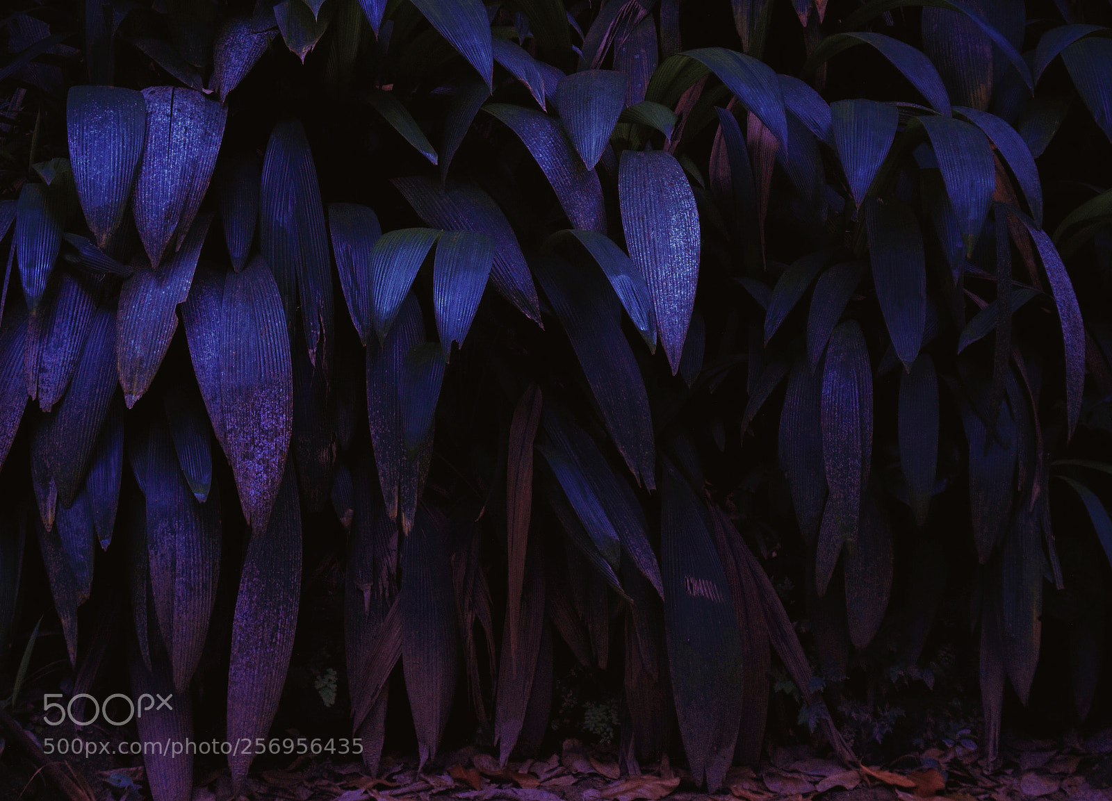 Sony Alpha a5000 (ILCE 5000) sample photo. Pranta 1 photography