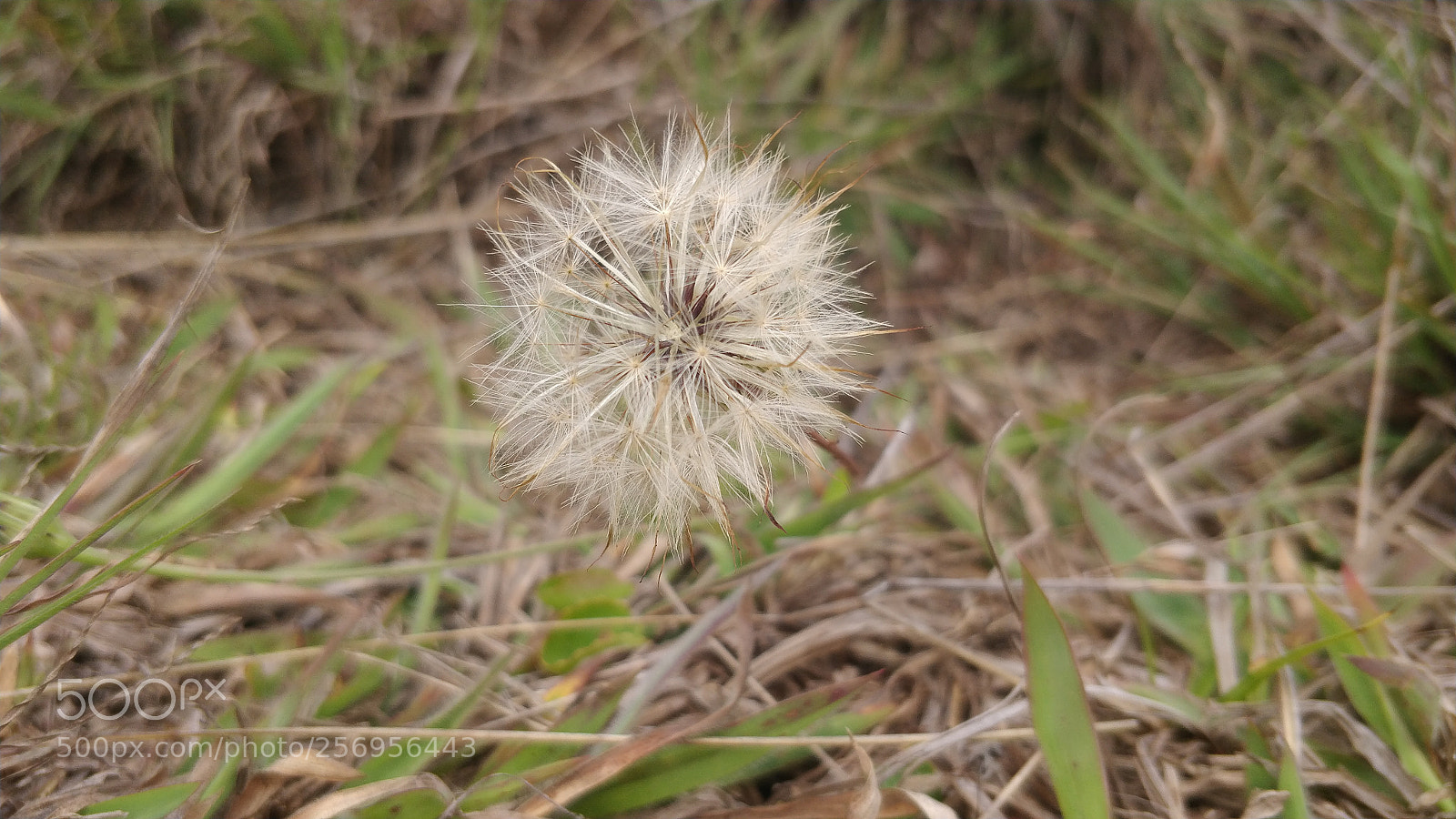 OnePlus 5 sample photo. Untitled photography