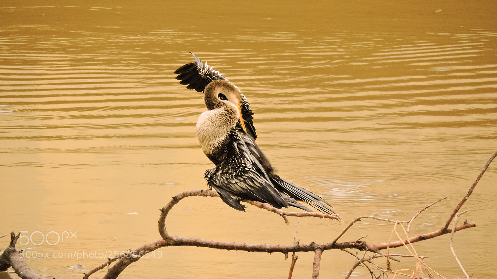 Nikon Coolpix P530 sample photo. Sorocaba river's bird photography