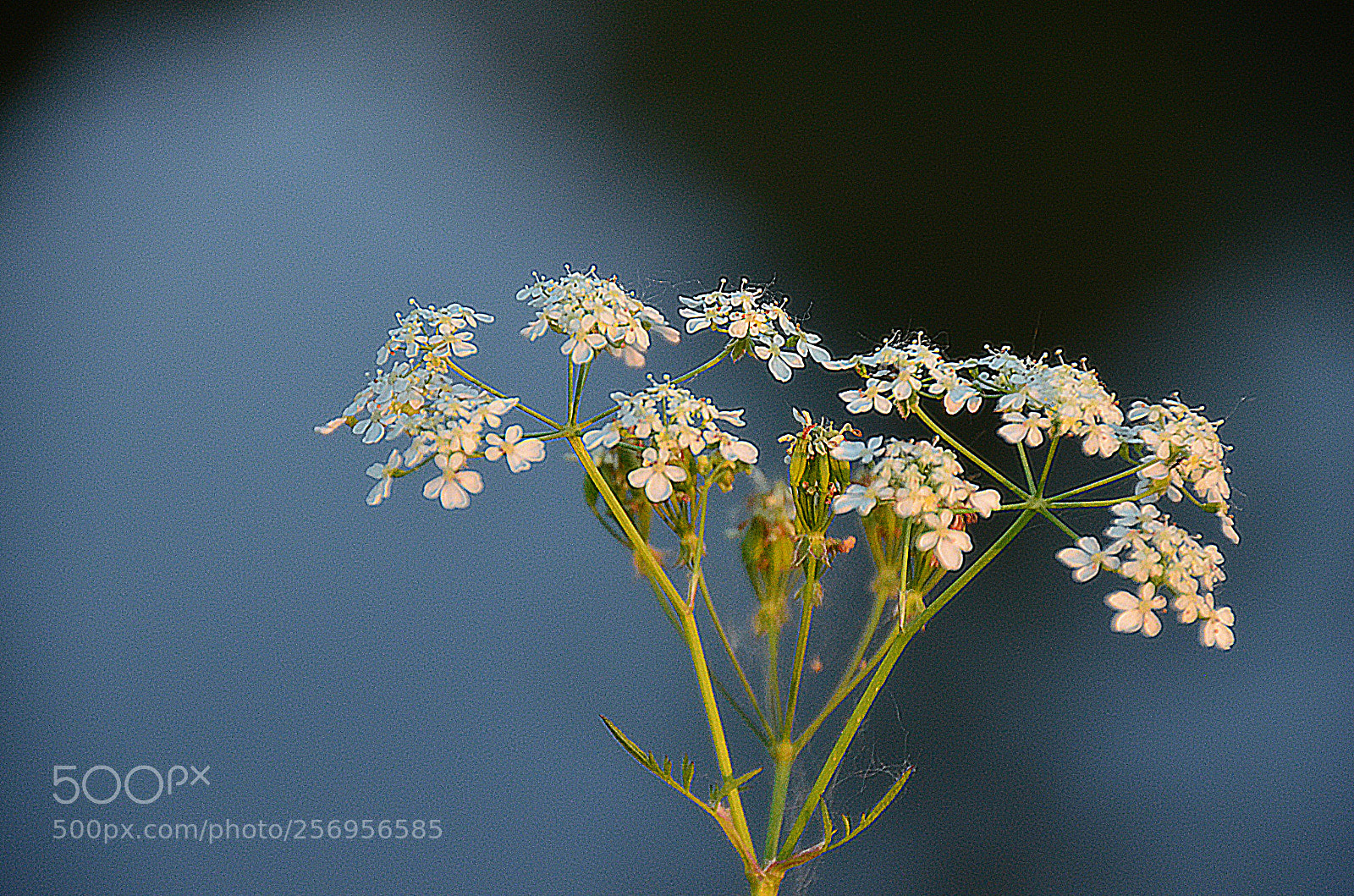 Nikon D7000 sample photo. Wild flower photography