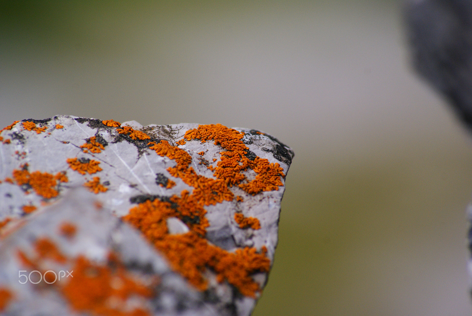 Sony Alpha DSLR-A300 sample photo. Lichen photography