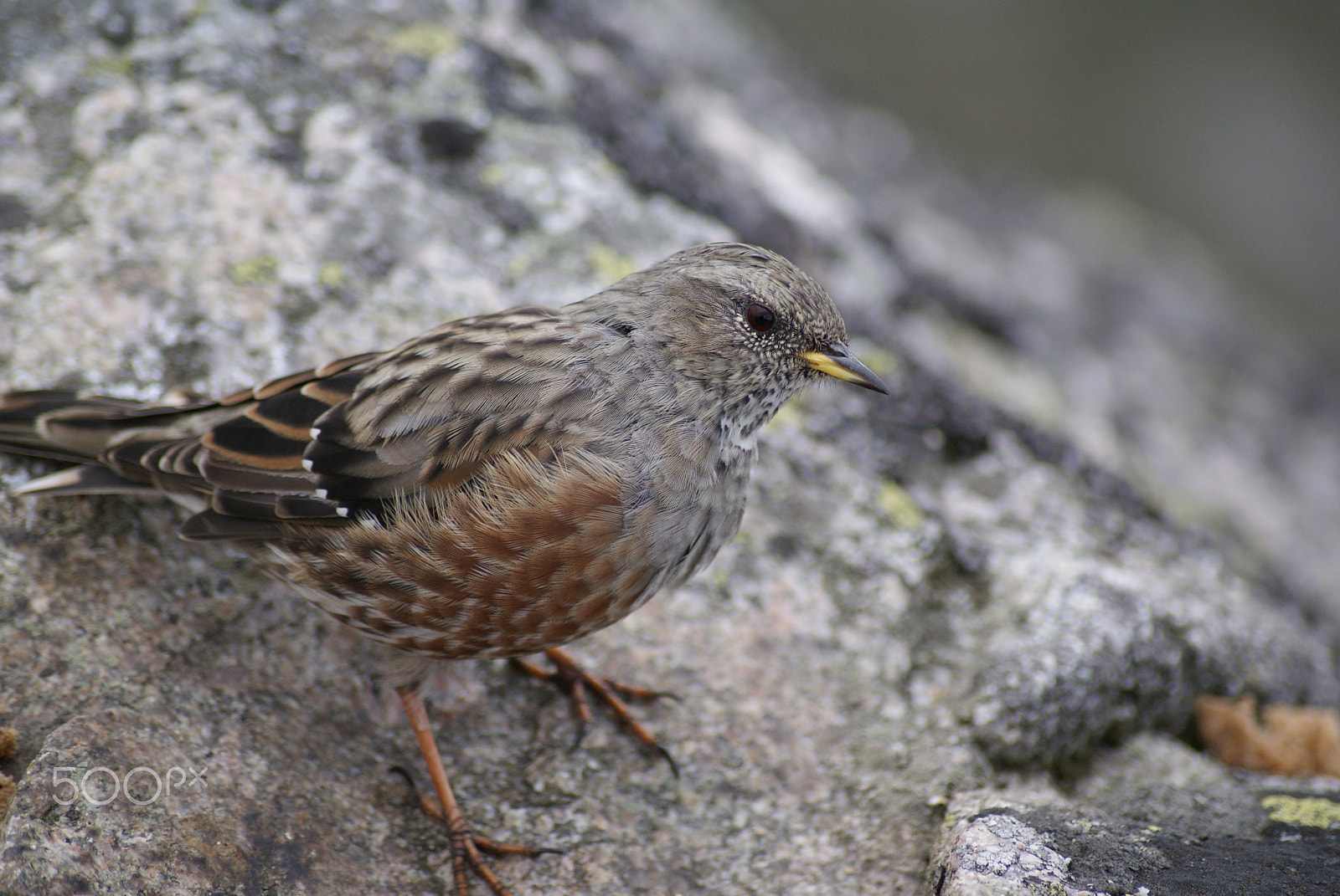 Sony DT 55-200mm F4-5.6 SAM sample photo. Alpine accentor photography