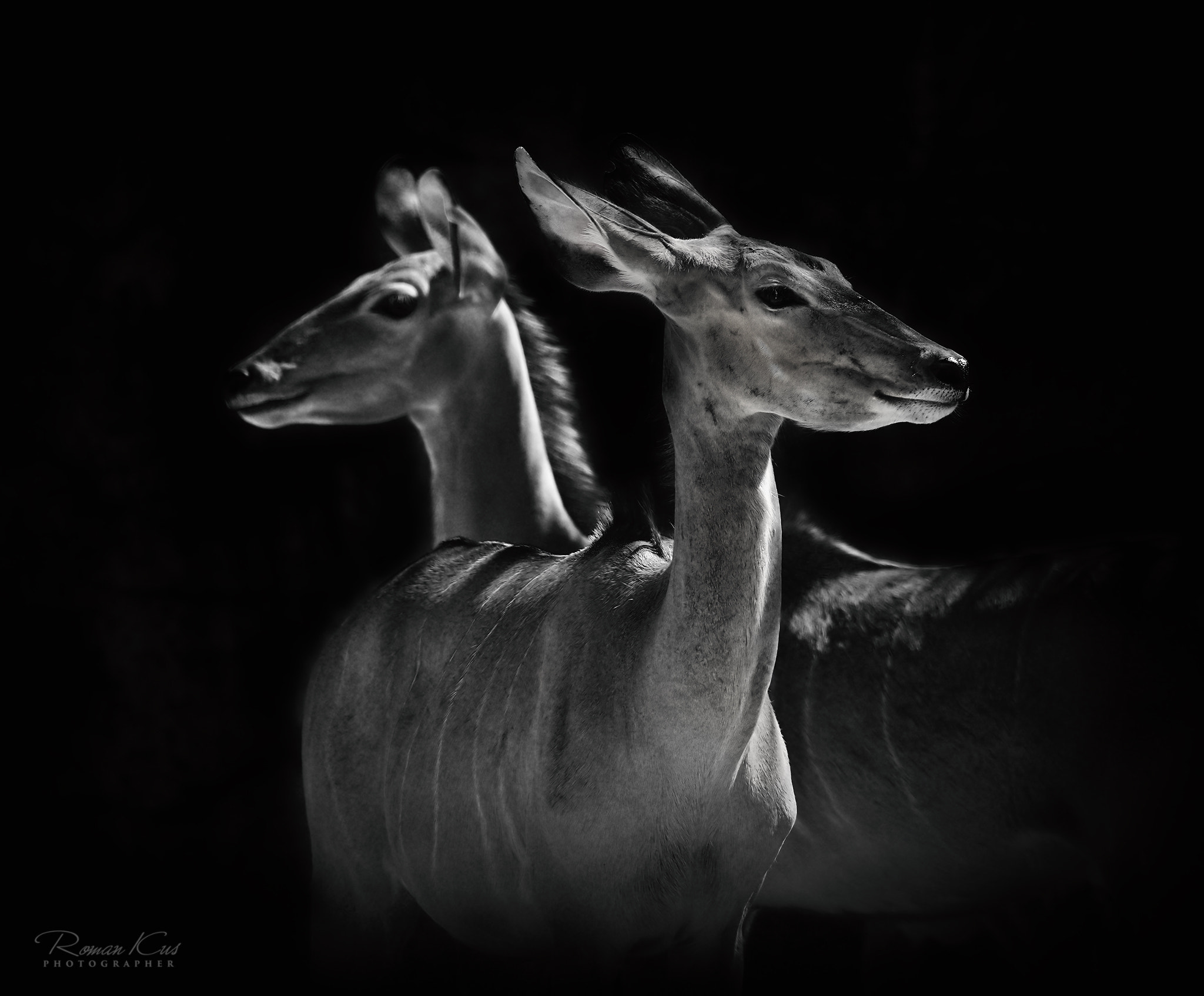 Nikon AF-S Nikkor 200-500mm F5.6E ED VR sample photo. Kudu photography
