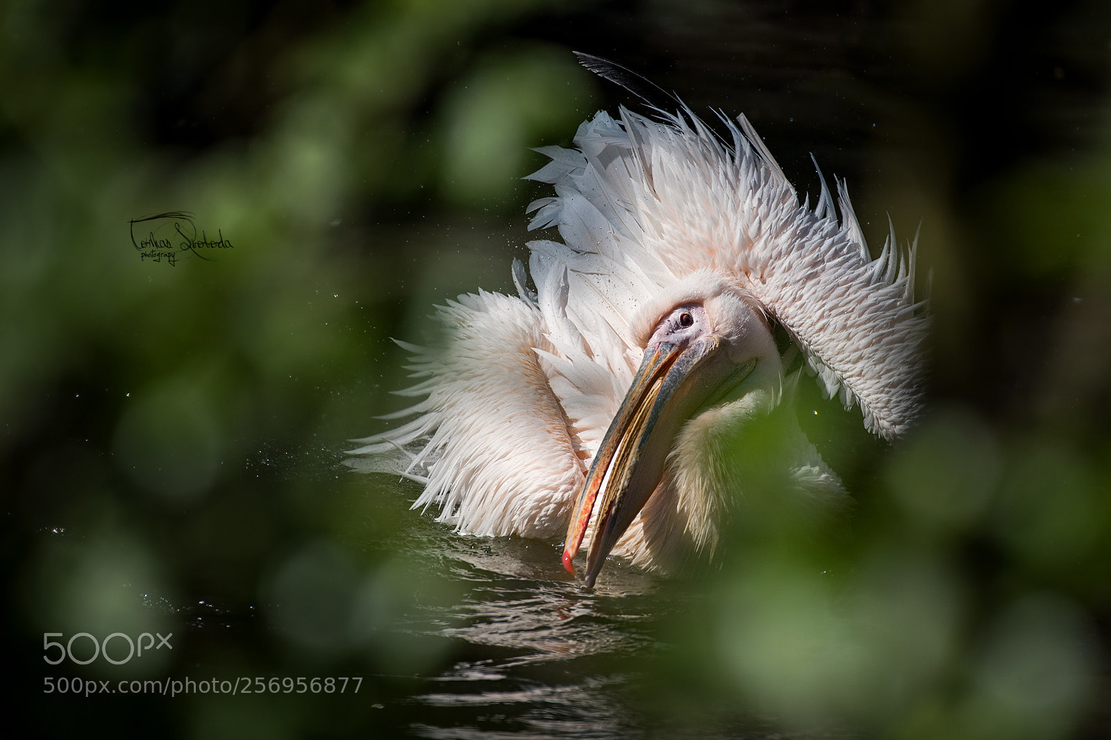 Nikon D750 sample photo. The great white pelican photography