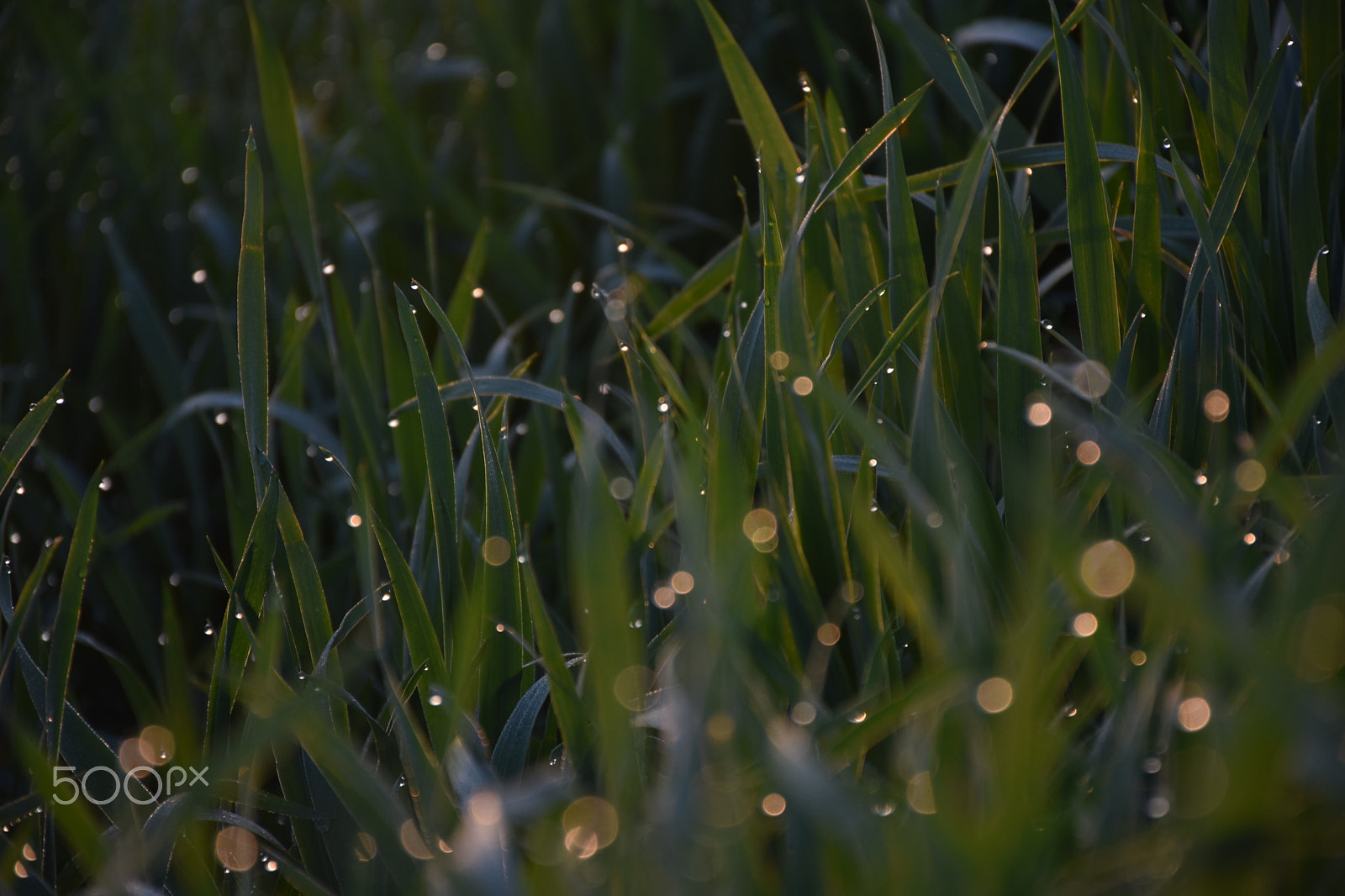 Nikon D5500 sample photo. Morgentau photography