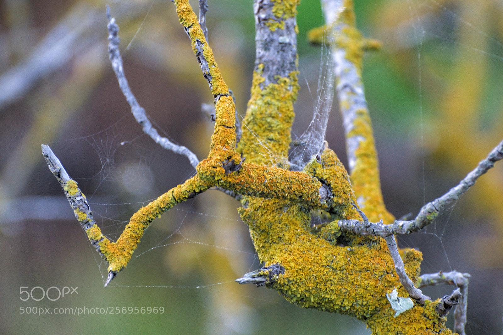 Nikon D3100 sample photo. Branch cobweb photography